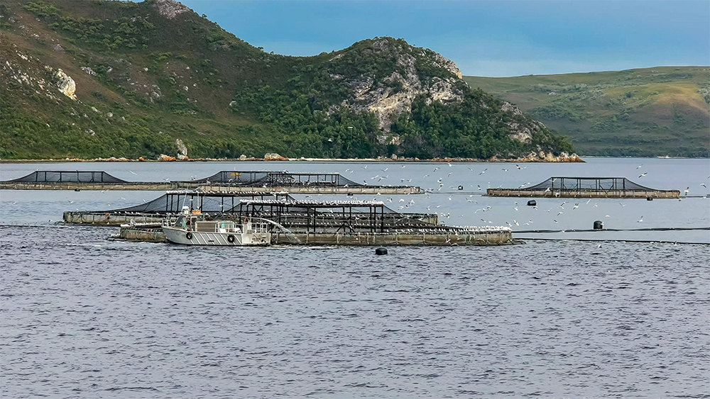 Salmon pens in Macquarie Harbour on the west coast of Tasmania, 2016 (Christopher Bellette/Alamy)