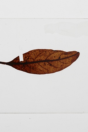 Lauraceae, fossil leaf. Registration no. P 231195 (photograph by Jon Augier, copyright Museums Victoria)