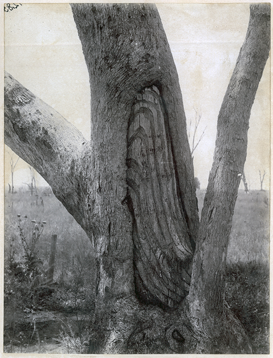 Carved eucalypt Among Trees ABR Online October 2017