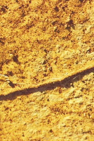 Ant track