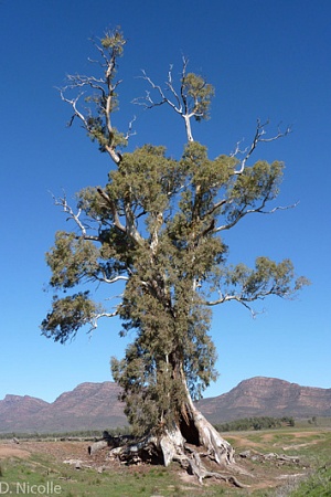 The Cazneaux Tree