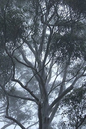 gum trees cropped